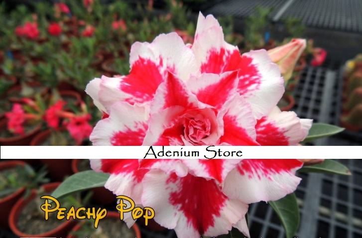 (image for) New Adenium \'Peachy Pop\' 5 Seeds